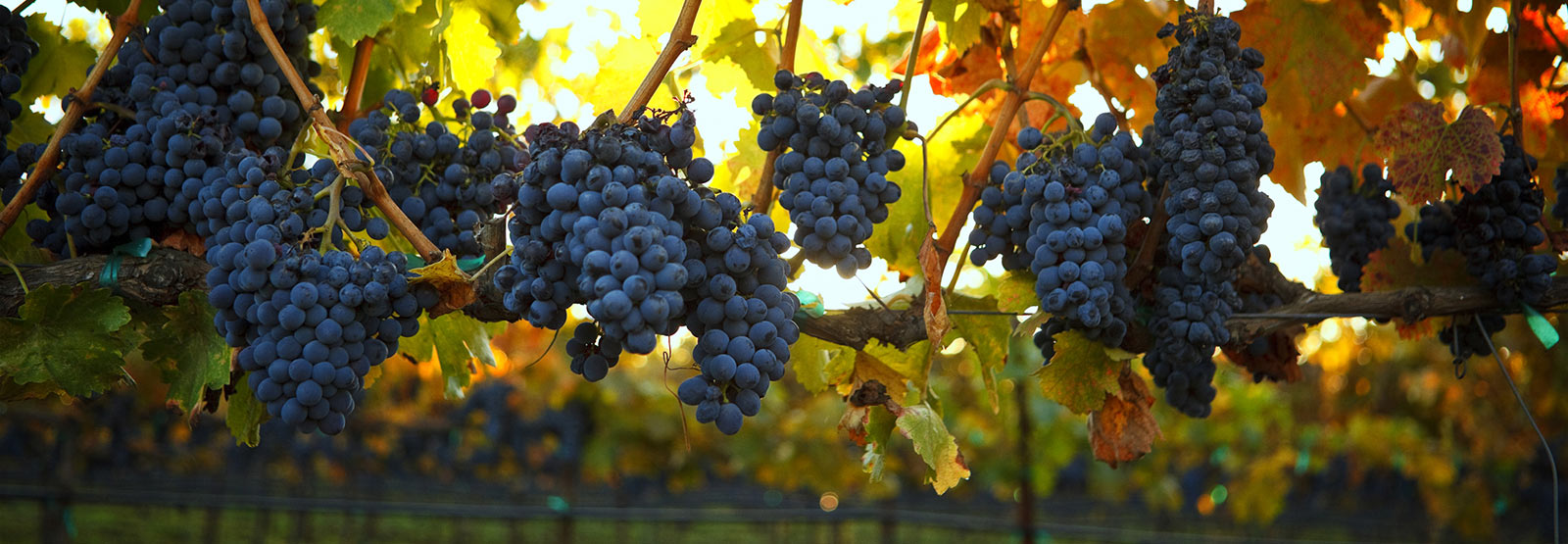 grape vines