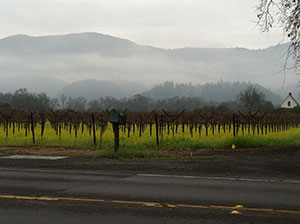 Napa Valley with fog over vineyard