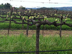 Napa Valley vineyard