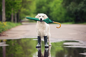 Dog carrying umbrella in its mouth